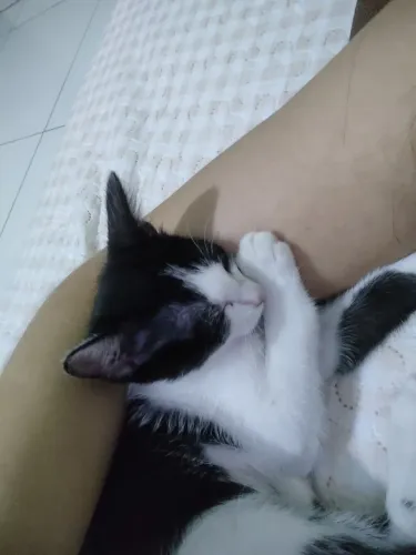 Gatinha para adoção