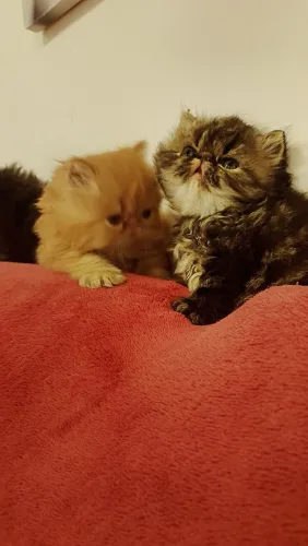 Filhotes de gato persa show lindos
