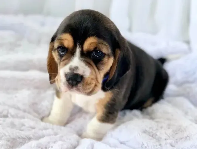 Filhotes De Beagle - Se Prepare Para Lambidas E Pulinhos De Alegria 