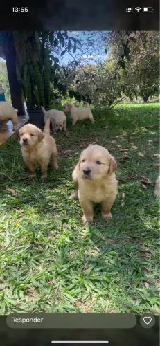Golden retriever 