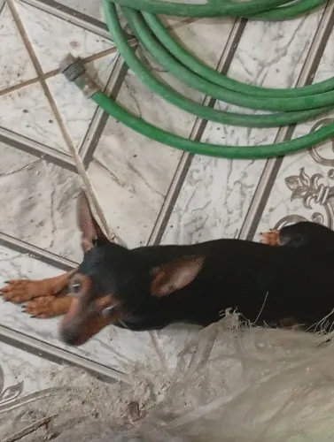 Vendo uma linda cachorra pinscher fêmea ela tem uma 3 anos motivo da venda vou me mud e na