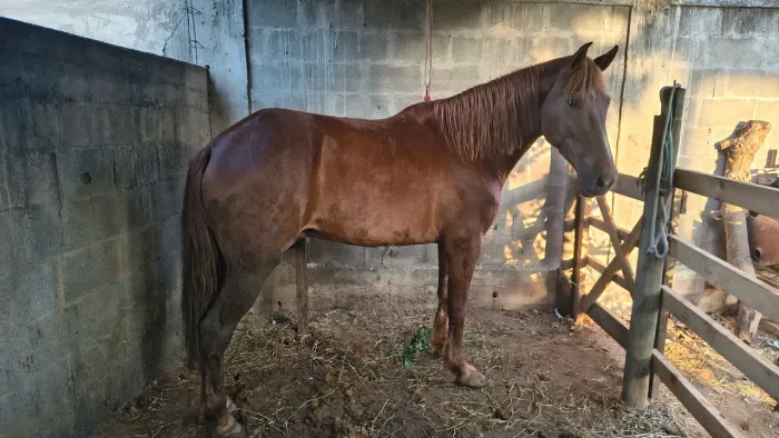 Cavalo marcha picada
