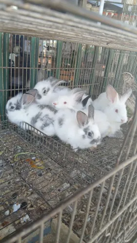 Coelhos 