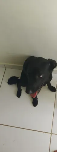Adoção responsável 