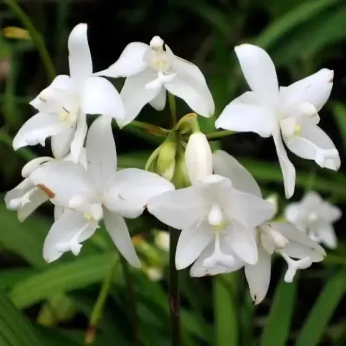 Orquidea terrestre branca, Spathoglottis plicata alba