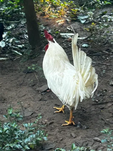 Galo