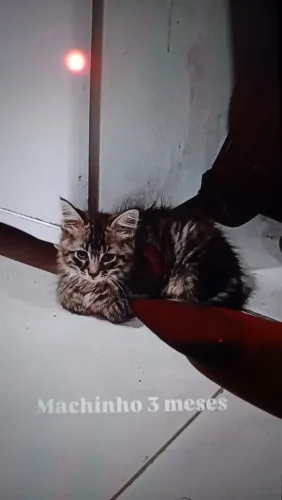 Doação gatinhos