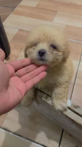 Vendo filhotes de shihtzu com poodle