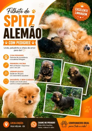 Filhote de Spitz anão Machinho Laranjado