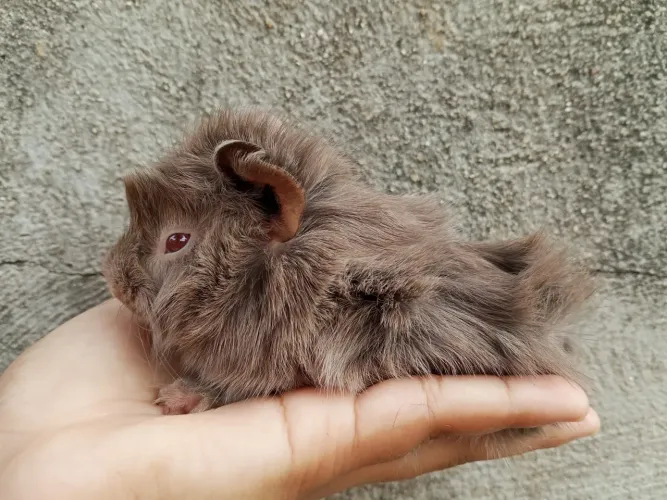 Porquinho da índia filhote macho
