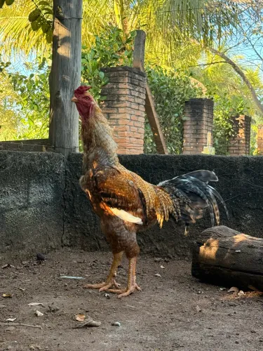 Galo índio