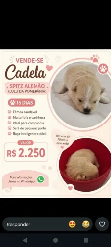 SPITZ ALEMÃO ( LULU POMERÂNIA)