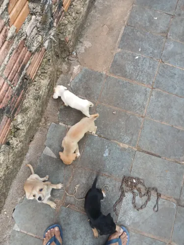 Doação de 4 filhotes de cachorro, sem Raça