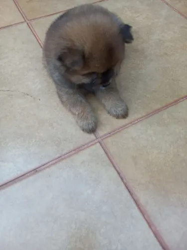 Filhote de Chow Chow