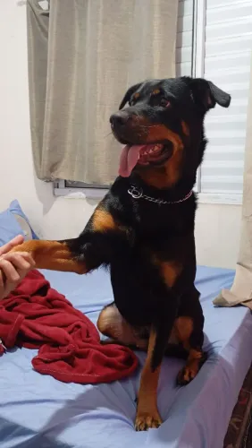 Doa-se Rottweiler fêmea
