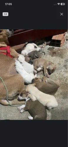 Filhotes de um mês e meio para doação 