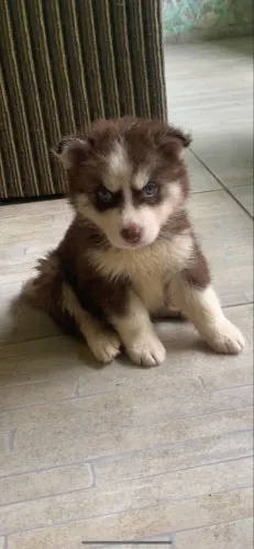 Filhotes de husky siberiano Wooly com pedigree