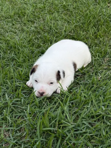 Jack Russel Terrier