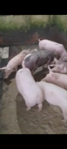 Vendo animais suinos