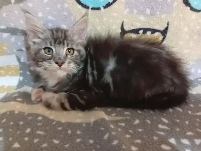 FILHOTE DE GATO MAINECOON (GATO GIGANTE) PRONTA ENTREGA