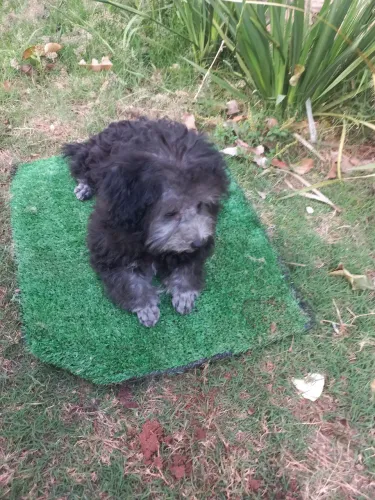 Poodle toy fêmea