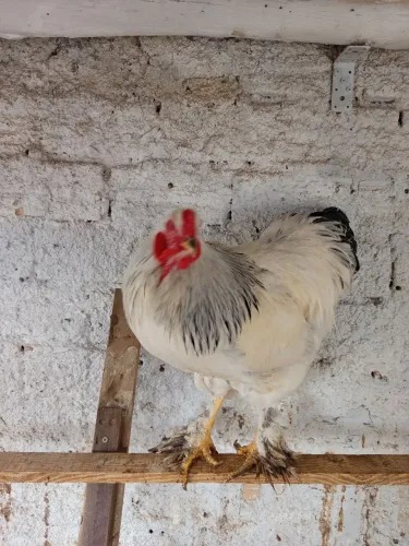Vendo galo Brahma com 6 meses 