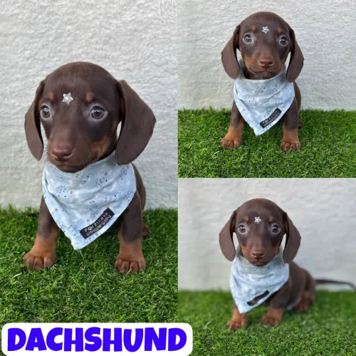 Dachshund Chocolate (Basset, Cofap, Teckel) Macho c/ Microchipe + Garantia + Parcelado 12x