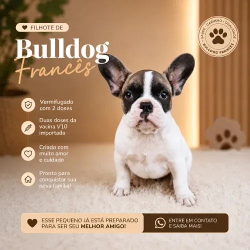 VENDO FILHOTE MACHO DE BULLDOG FRANCÊS!