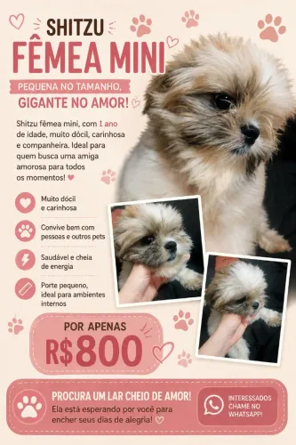 Shitzu femea mini 1 ano