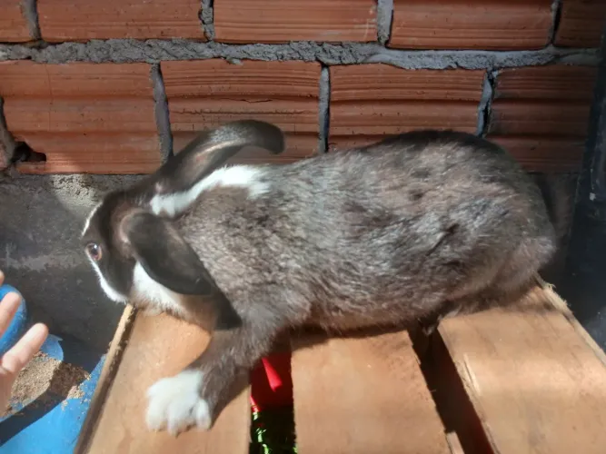 Coelhos 