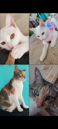 Adoção responsável!! Levo em sua casa!