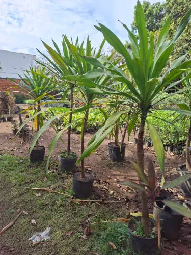 Dracena arbórea