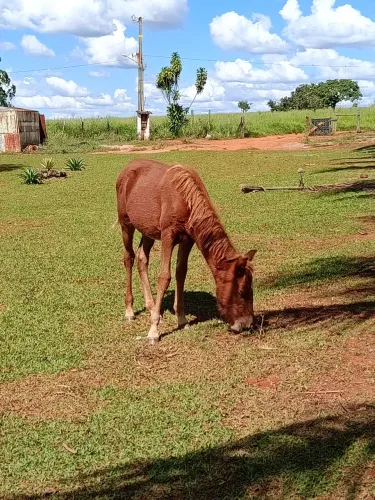 Potro