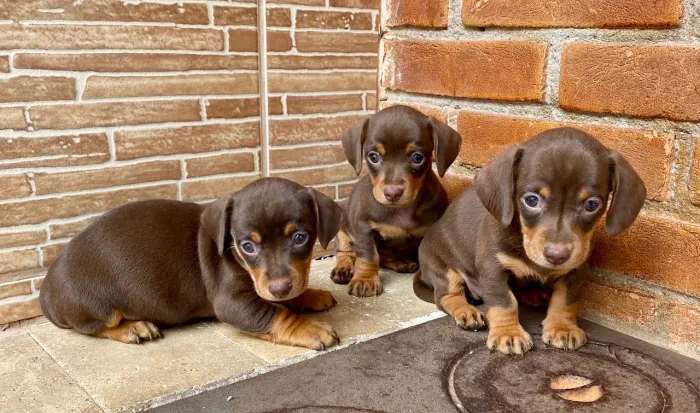 Dachshund vendas filhote 