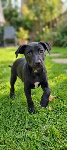 Cachorrinho para doação