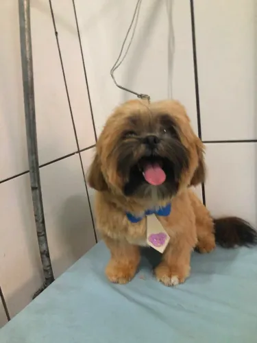 Filhote Shitzu 6 meses macho