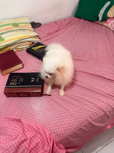 Animais de estimação 