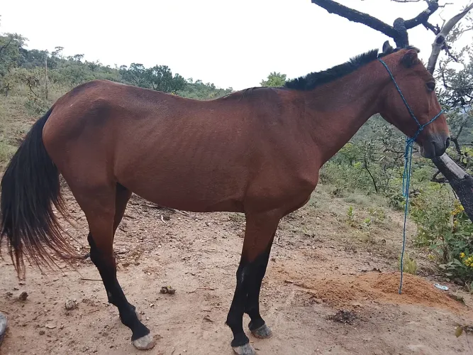 Vendo dois cavalos