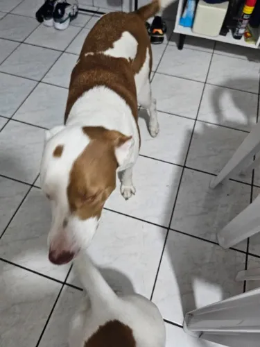 Doaçao da bela e fera 2 caes inseparaveis maravilhosos