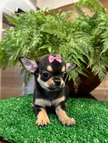 Chihuahua Fêmea Pêlo Curto - Bela Black Tan.