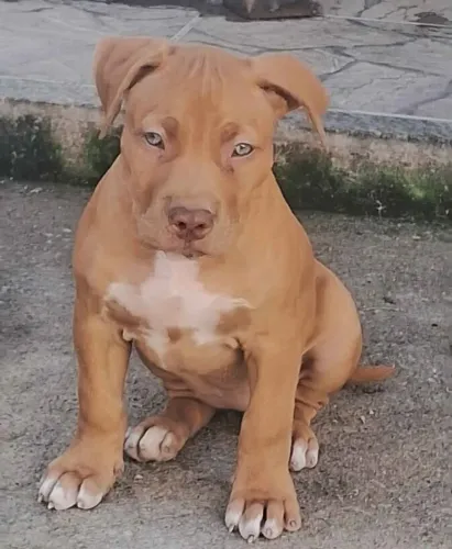 American pitmonster