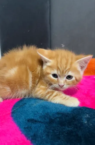 Gato filhote mistura persa (macho)
