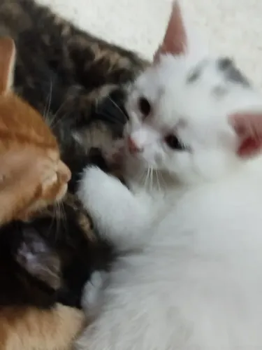 Gato para doação