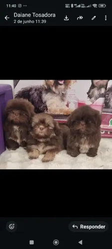 Shitzu lindos