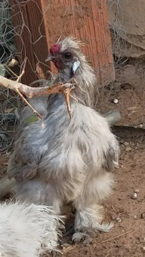 Vendo Galo da raça Sedosa do Japão