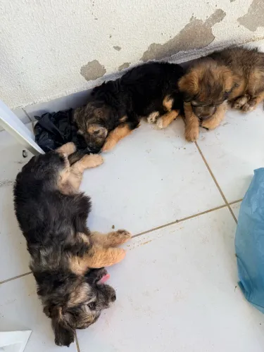 Vendo poodle com maltês