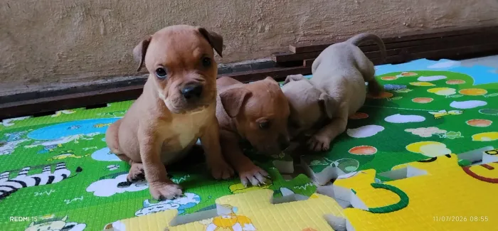 Filhote cachorro ?