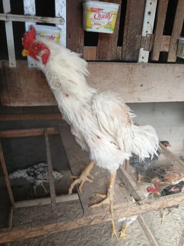 Vendo Galo índio de excelente procedência R$ 1.000.00