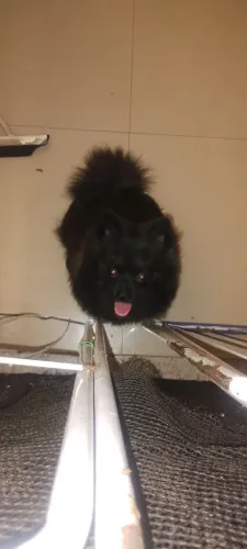 Lulu preto 