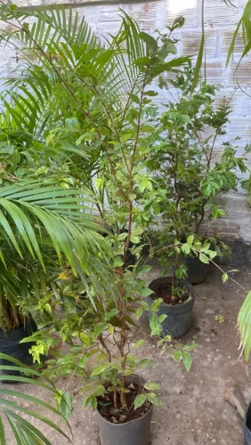 Jaboticabeira (Produzindo)
